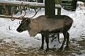 Bayerwald Tierpark_28